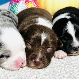 Miniature Australian Shepherd and Toy Australian Shepherd Puppies from Ramblin’ Rose Aussies