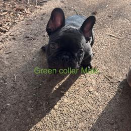 French Bulldog Puppies from Josh Hansen