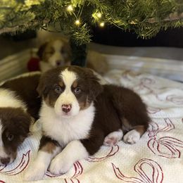 Girl 2 - Red tri-color female Australian Shepherd puppy in San Bernardino, California from Zermeno Ranch