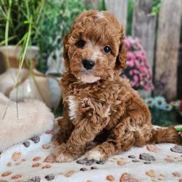 Indigo - Red female Cavapoo puppy in Lebanon, Missouri from Danielle’s Doodles