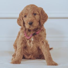 Goldendoodle Puppies from Abner Creek Doodles