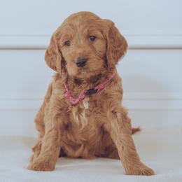 Goldendoodle Puppies from Abner Creek Doodles