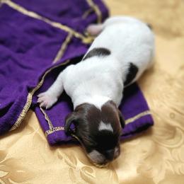 Girl 1 - female German Shorthaired Pointer puppy in Kalamazoo, Michigan from Marshall's Shorthairs