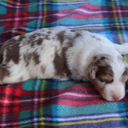 Valerie - Red merle female Australian Shepherd puppy in Kansas, Oklahoma from Windy G Farm