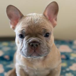 Butterbean - Fawn male French Bulldog puppy in Dundalk, Maryland from Anthony Hynes