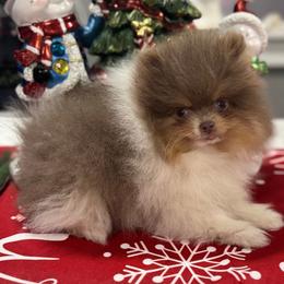 Coby - Tri-colored male Pomeranian puppy in New Lenox, Illinois from Illinois Poms