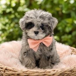 Bonnie Blue - Merle female Maltipoo puppy in Bowling Green, Kentucky from Denise Clark
