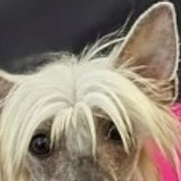 Gracie - Chinese Crested