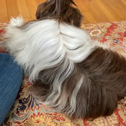 Biewer Terrier and Yorkshire Terrier All Grown Up from Skyridge Puppies