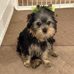 Madonna - Blue and gold female Yorkshire Terrier puppy in Portland, Oregon from Bohemian Beauty Yorkshire Terrier