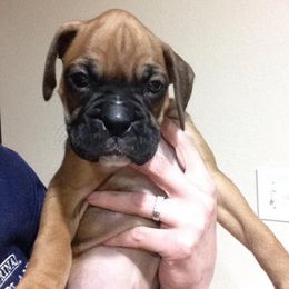 Boxer Puppies from Vintage Boxers