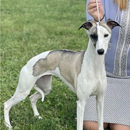 Whippets and Wire Fox Terriers from Forestview