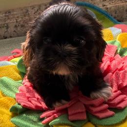 Jenna - Chocolate female Shih Tzu puppy in Stafford, Virginia from Bayview Pups