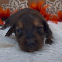 Atlas - Red male Dachshund puppy in Fredricktown, Missouri from Ivy Cream Dachshunds