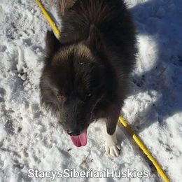 Barnes - Black male Siberian Husky puppy in Shawnee, Georgia from Stacy's Siberian Huskies