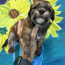 Havanese Puppies from Charlie’s Havanese Angels
