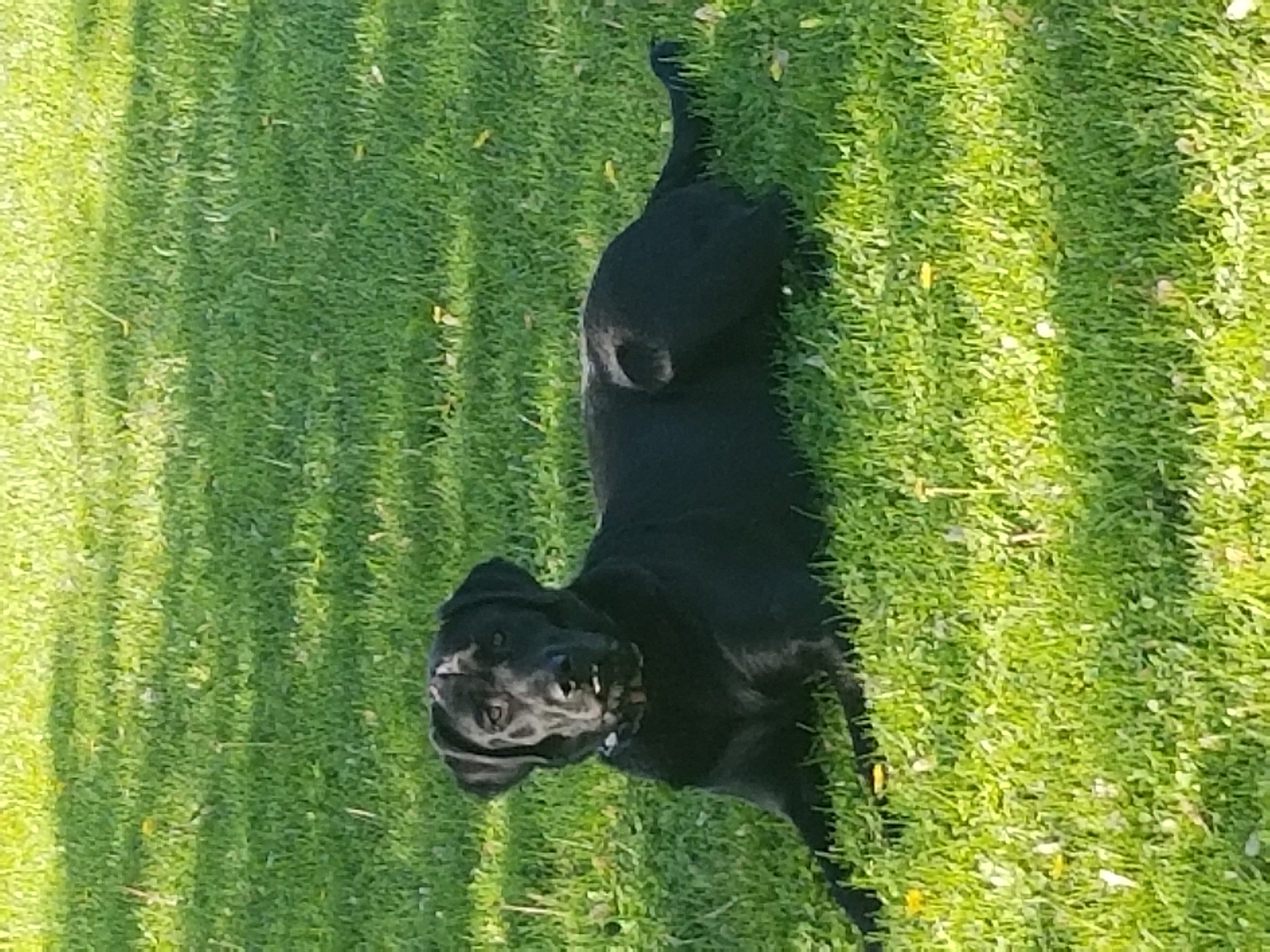 Labrador Retrievers from Willow Tree Farm Labradors