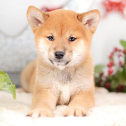 Miyo ❤️ Red Boy - Red male Shiba Inu puppy in Neosho, Missouri from Sunny Terrace Shibas