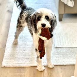 Aussiedoodle and Australian Shepherd Puppies from Junipersdoodles