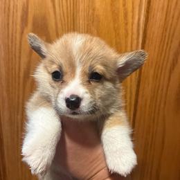 Jane - Red female Pembroke Welsh Corgi puppy in Delton, Michigan from CorGizmo