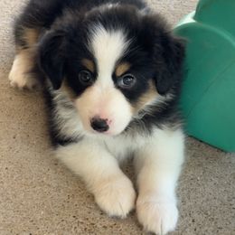 HEART - Black tri female Miniature American Shepherd puppy in Nolensville, Tennessee from Sweetheart Miniature American Shepherds