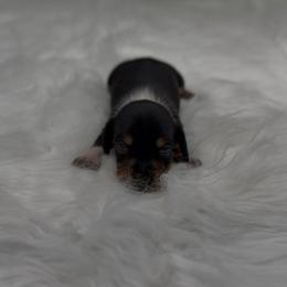 Black and Tan Tuxedo Piebald Smooth Female - Black and tan female Dachshund puppy in Killeen, Texas from Southern Dachshunds