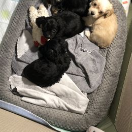 Yorkipoo Puppies from Bayless Yorkiepoos