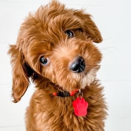 Cavapoos, Cockapoos, and Goldendoodles from Rocking JH Doodles