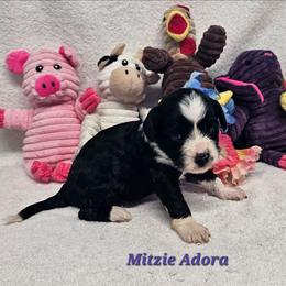 Adora - Black and white female Tibetan Terrier puppy in Dorena, Oregon from Angel Tibetans Of Oregon