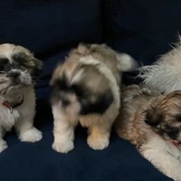 Shih Tzus from Lulu’s Shih Tzu’s