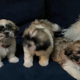 Shih Tzus from Lulu’s Shih Tzu’s