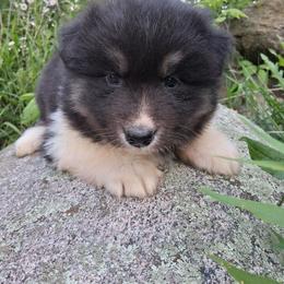 Preacher - Black male Siberian Husky puppy in West Liberty, Ohio from Skyfallsiberians