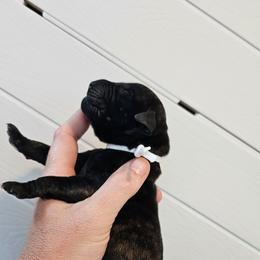 Boy 7 - Brindle male Mastiff puppy in Linton, Indiana from Riggins Mastiffs and Danes