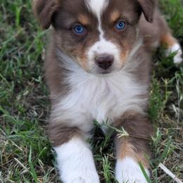 Rebel - Red tri-color female Australian Shepherd puppy in San Tan Valley, Arizona from Mott Ranch - Blazin' Sun Aussies