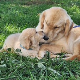 Golden Retriever and Labrador Retriever Puppies from Storm Chasers Retrievers