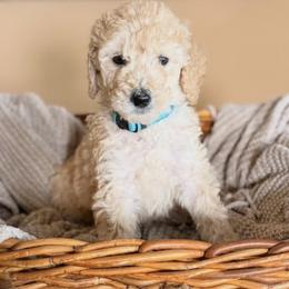 Gouda - Cream male Poodle puppy in New Smyrna Beach, Florida from Regal Crest Poodles
