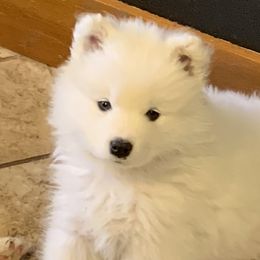 Samoyed Puppies from Falling cedar farm samoyeds
