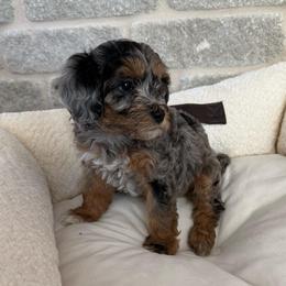 Boy 1 - Merle male Cavapoo puppy in Mount Pleasant, Texas from Reyna Cavapoos