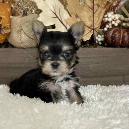 Angel's tiny Male - Black and tan male Yorkshire Terrier puppy in Denver, Colorado from Melrey's paws