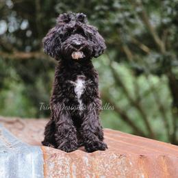 Elara - Black tri-color female Aussiedoodle puppy in Centreville, Mississippi from Trin's Designer Doodles