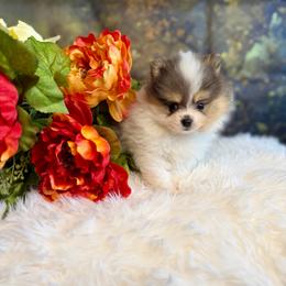 Dorado - Blue merle male Pomeranian puppy in California from T & D Dream Poms