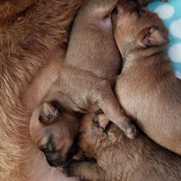 Irish Terrier Puppies from Thornton's Terriers