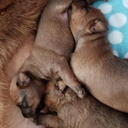 Irish Terrier Puppies from Thornton's Terriers