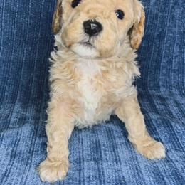 Winter - Cream female Cockapoo puppy in Bedford, Iowa from Our Father’s Doodles