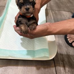 Orange collar female (traditional) - Black and tan female Yorkshire Terrier puppy in Pikeville, North Carolina from A Yorkie’s World