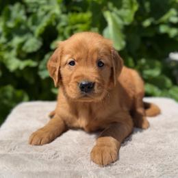 Red - Dark golden male Golden Retriever puppy in Utah from Deseret Peak Goldens