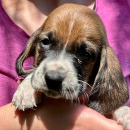 Male 3 - Mahogany and white male Basset Hound puppy in Lindley, New York from Hill Top Basset Hounds & Cane Corso