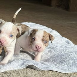 American Bully Puppies from High Top Kennels