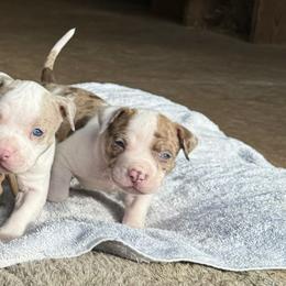 American Bully Puppies from High Top Kennels