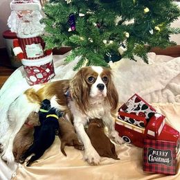 Cavalier King Charles Spaniel Puppies from JNJ Royal Cavaliers